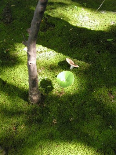 060727相楽園　苔庭　兵庫県の登録記念物（名勝地関係）