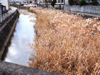 190101奈良盆地米川に茂る葦