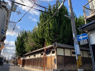 230127橿原市の民家　庭木の猛威